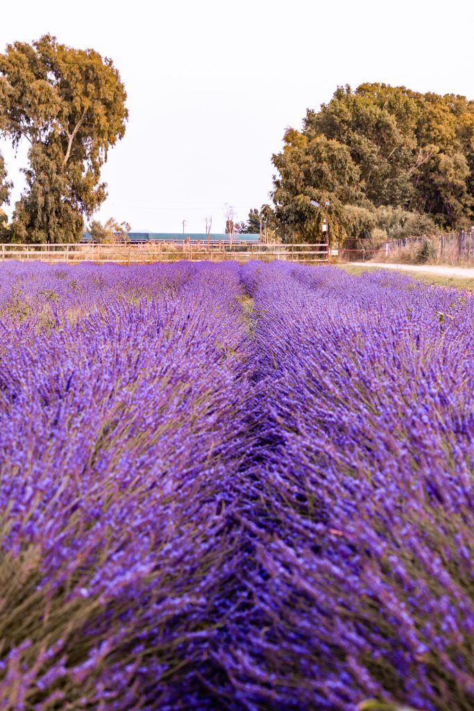 Fashion Life Web lavanda