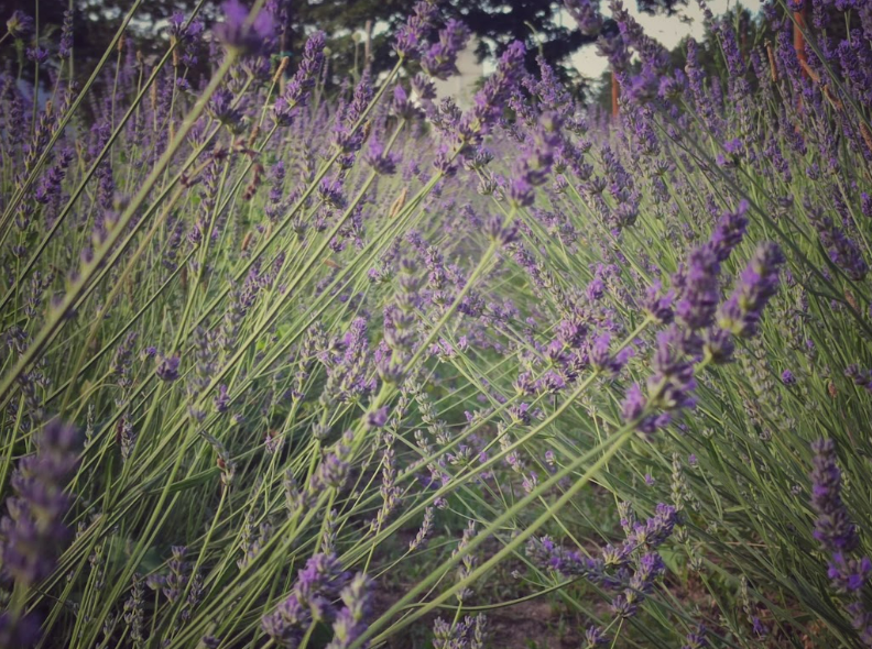 Fashion Life Web lavanda