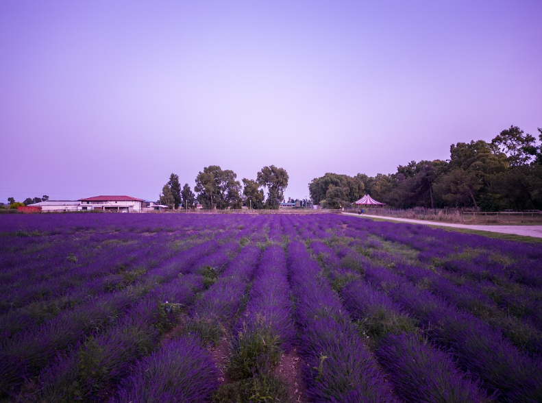 Fashion Life Web lavanda