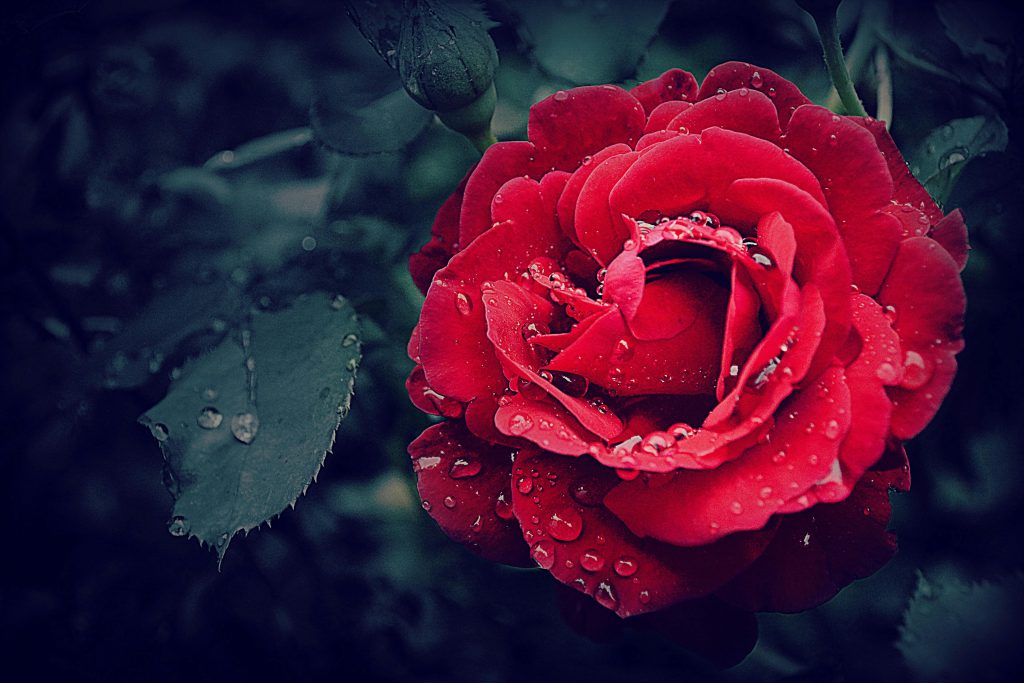 Fashion Life Web Acqua alle Rose