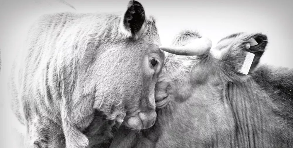 Fashion Life Web Animal Equality