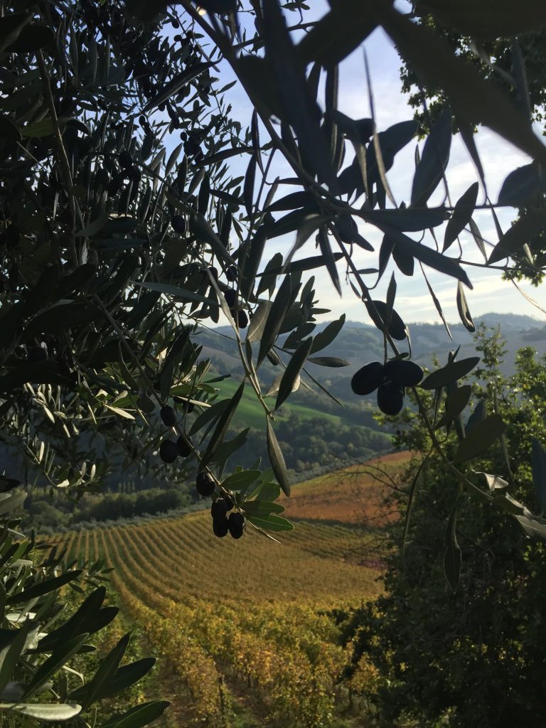 Raccolta delle olive con degustazione del nuovo olio ph Press