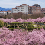 ciliegi in fiore Reggia di Venaria ph press