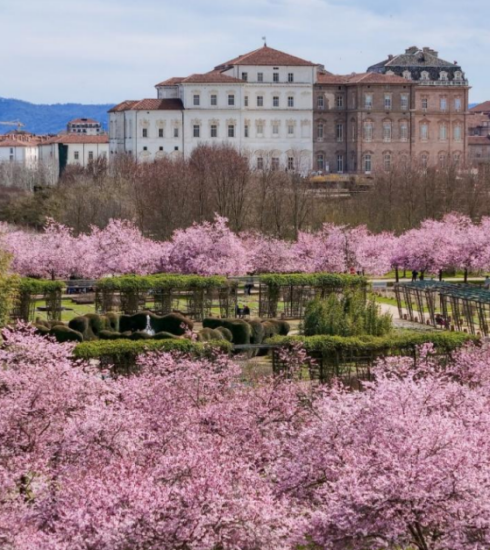 ciliegi in fiore Reggia di Venaria ph press