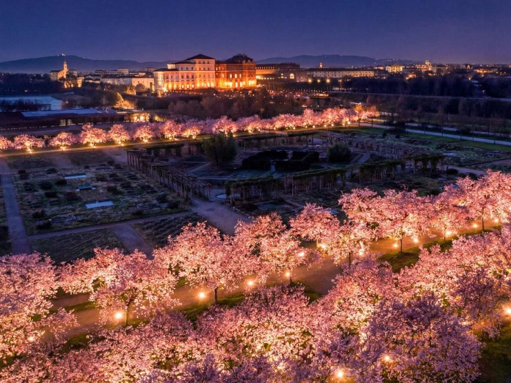 ciliegi in fiore Reggia di Venaria ph press1