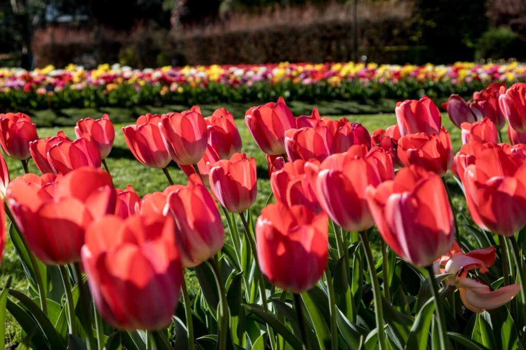 Tulipani_Arch. Fot. Villa Taranto