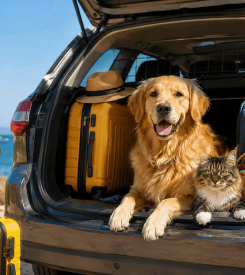 italia pet travel ph ai