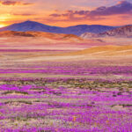 deserto atacama ph web